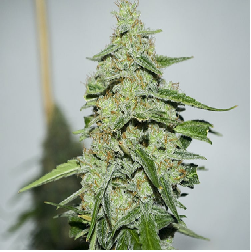 ARJAN'S ULTRA HAZE I ·...